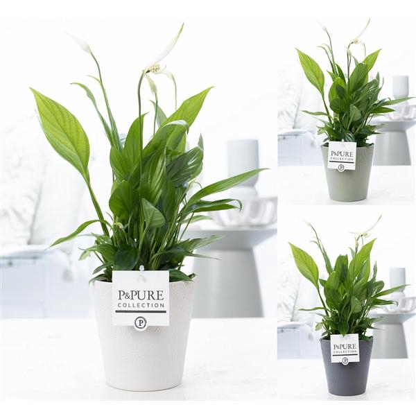 Spathiphyllum in P&PURE Ruby ceramics 3 ass.