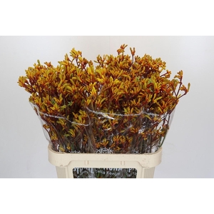 Kangaroo Paw Gold Fever