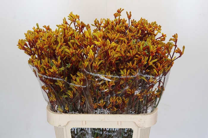 <h4>Anigozanthos Gold Fever</h4>