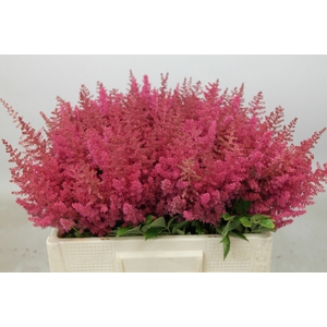 Astilbe Else Schluck