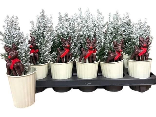 <h4>KERSTBOOM VERSIERD</h4>