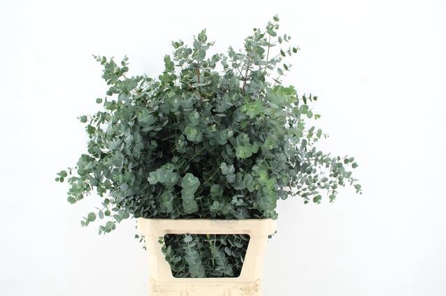 <h4>EUCA GU AZURA 100CM</h4>