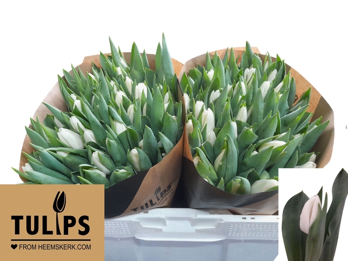 <h4>TU EN UPDATE</h4>