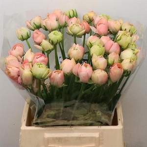 Ran Su Sr Peach 898 Extra