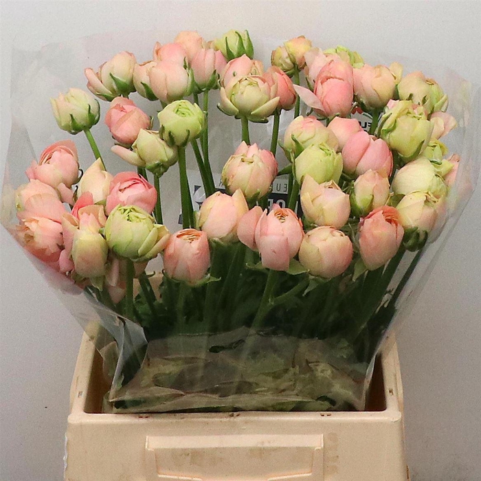 <h4>Ran Su Sr Peach 898 Extra</h4>