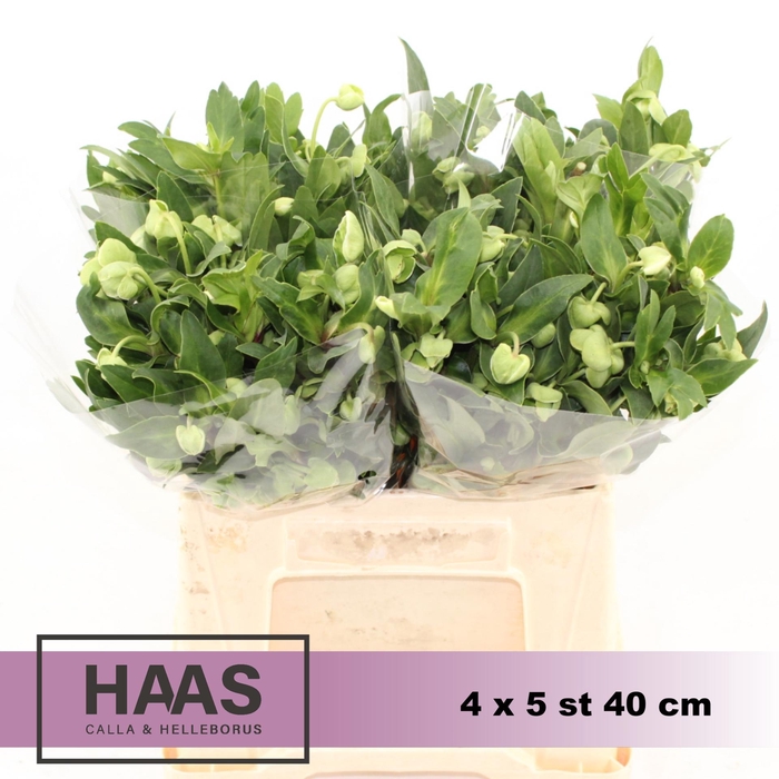 <h4>HELLEB MAGNIF BELLS 4 X 5st.</h4>