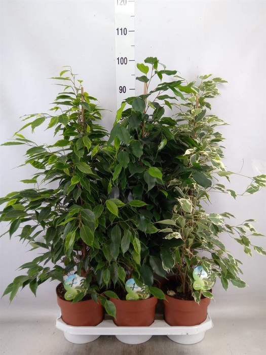 <h4>Ficus benja.   ...mix</h4>