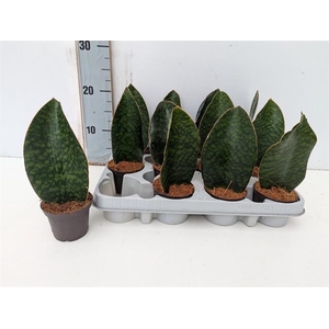 Sansevieria grandis 8Ø 23cm