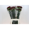Dianthus St Zurigo