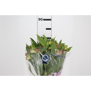 ALSTROEMERIA CHANEL 080 CM