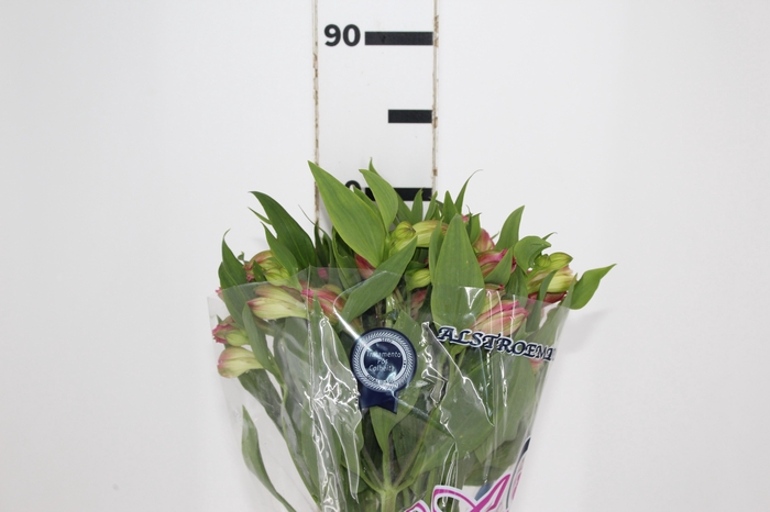 <h4>ALSTROEMERIA CHANEL 080 CM</h4>
