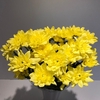 Chr Spray Yellow  Pina Colada Yellow