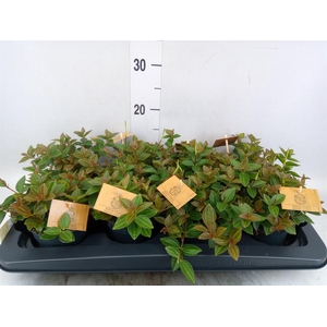 Peperomia angulata