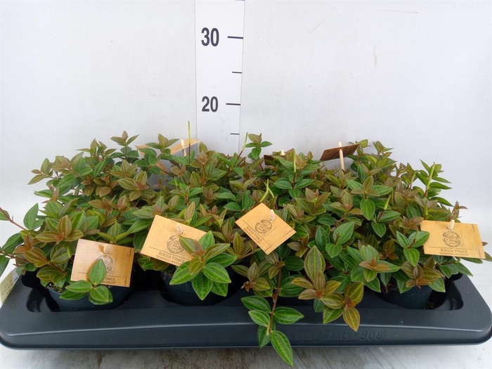 <h4>Peperomia angulata</h4>