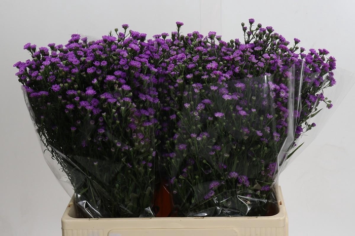 <h4>Aster Baby Pink</h4>