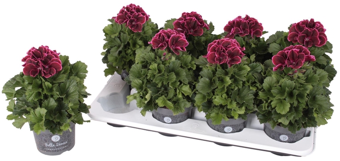 <h4>Pelargonium Pelargonium Grandifloru</h4>