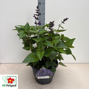 SALVIA PURPLE BLOOM