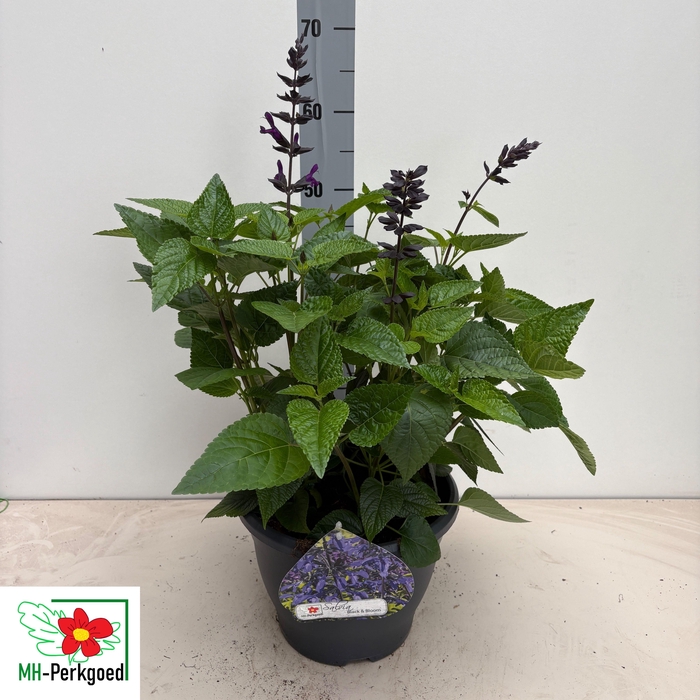 <h4>SALVIA PURPLE BLOOM</h4>