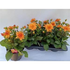 Dahlia Miscellaneous Grp Dahlinova Temptation Golden
