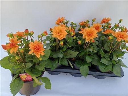 <h4>Dahlia Miscellaneous Grp Dahlinova Temptation Golden</h4>