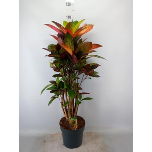 Codiaeum var. KL 'Mrs Iceton'