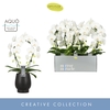Phalaenopsis wit meer takken