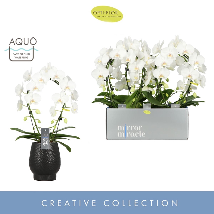 Phalaenopsis wit meer takken