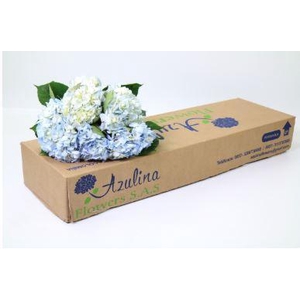 Hydrangea (Import) Light Blue Import