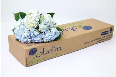 <h4>Hydrangea (Import) Light Blue Import</h4>