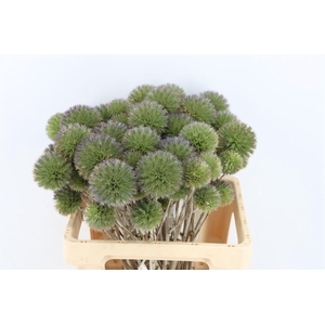 Eryngium Spray 60cm P Stem