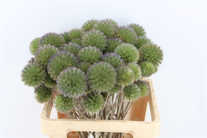 <h4>Eryngium Spray 60cm P Stem</h4>