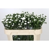 Aster Pretty Wendy