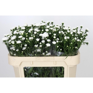 Aster Pretty Wendy