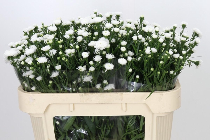 <h4>Aster Pretty Wendy</h4>