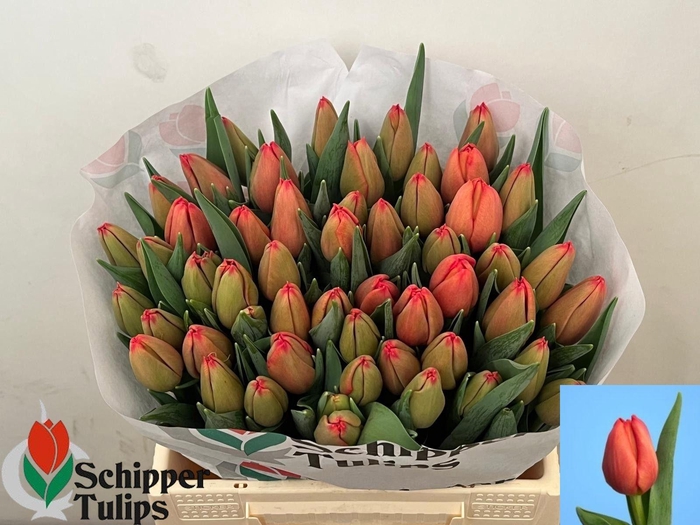 <h4>TU EN DAZZLER</h4>