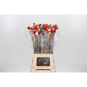 Craspedia Fiesta Mix