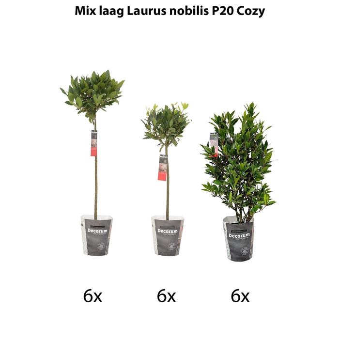 <h4>Mix laag Laurus nobilis P20 kerst potcover</h4>