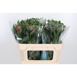 Alstroemeria Fashionista Sofiena 70