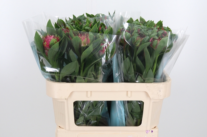 Alstroemeria Fashionista Sofiena 70