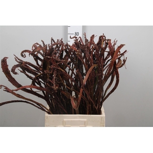 Salix Sekka Bandwilg