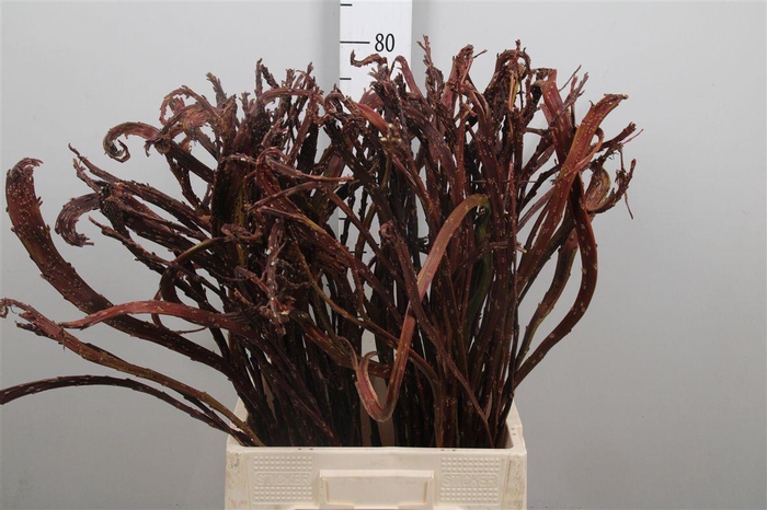 <h4>Salix Sekka Bandwilg</h4>