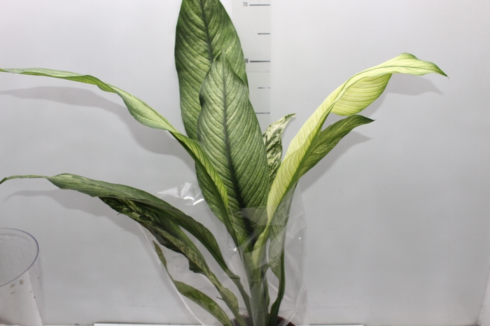 <h4>SPATHIPHYLLUM SENSATION VARIEGATA P17 SEM FLOR</h4>