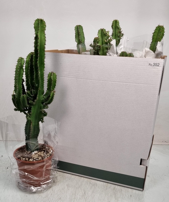 <h4>EUPHOR INGENS</h4>