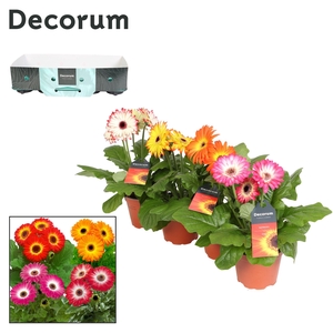 Gerbera twister 3+ kraag Decorum
