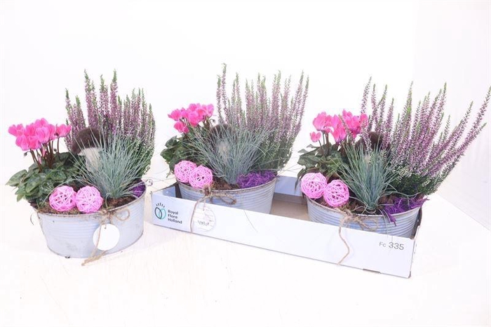 <h4>ARR TUINPLANTEN</h4>