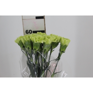 CRAVO JUNGLE 070 CM