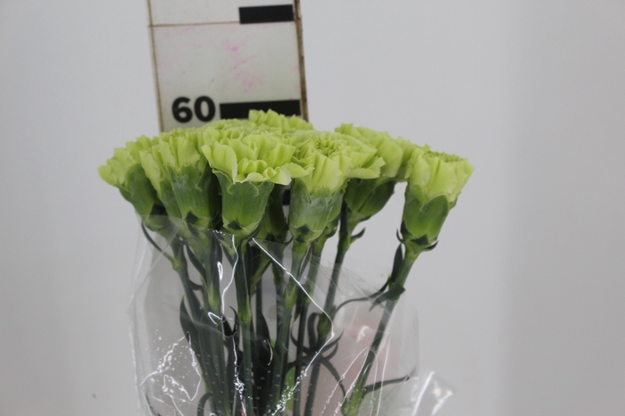<h4>CRAVO JUNGLE 070 CM</h4>