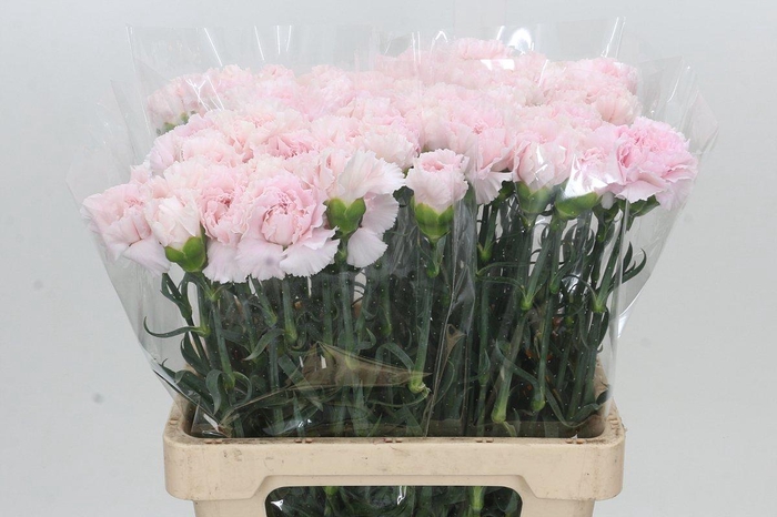 <h4>Dianthus St Maruchi</h4>