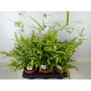 Pteris cretica 'Albolineata'