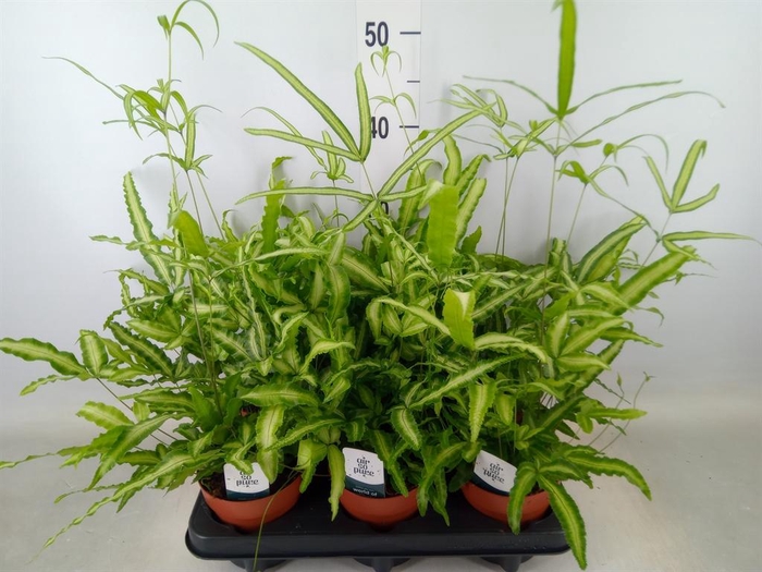 <h4>Pteris cretica 'Albolineata'</h4>